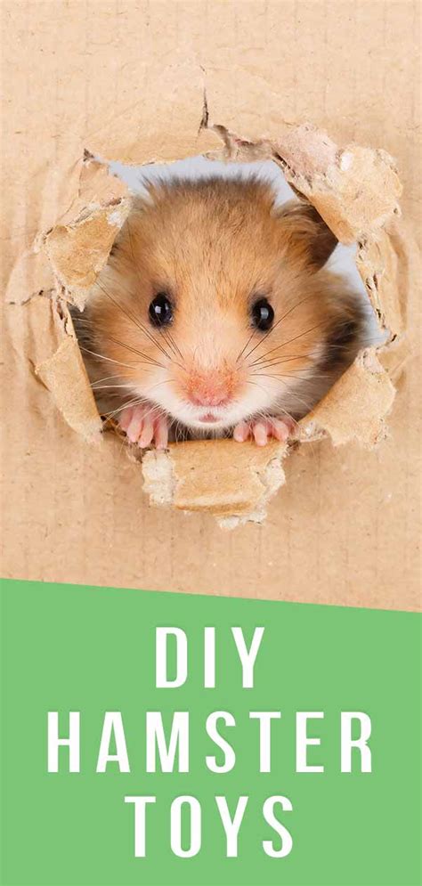 hamster gnawing toys|DIY Hamster Toys .